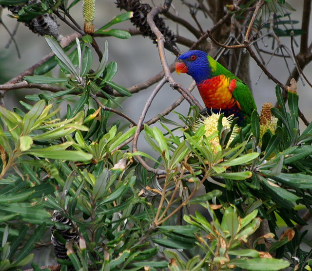 Rainbow Lorikeets at Cabbage Tree Bay (6) VB.JPG