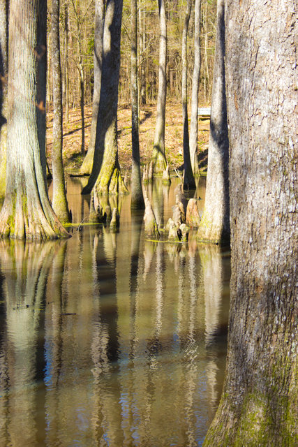 swamp 7