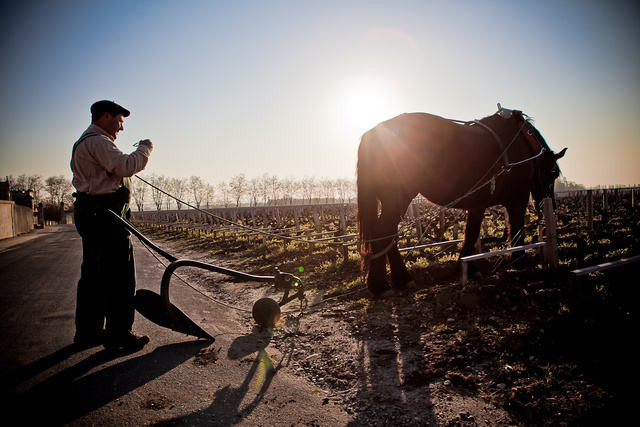 Margaux6 © Laurent Gazal.jpg