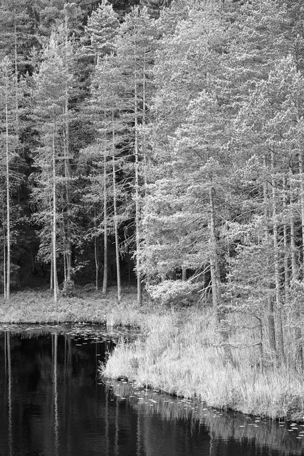 Pine Forest (Satumetsä)