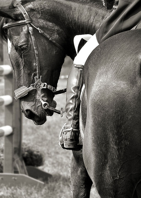 plantation_Horse_Trials-0340.jpg