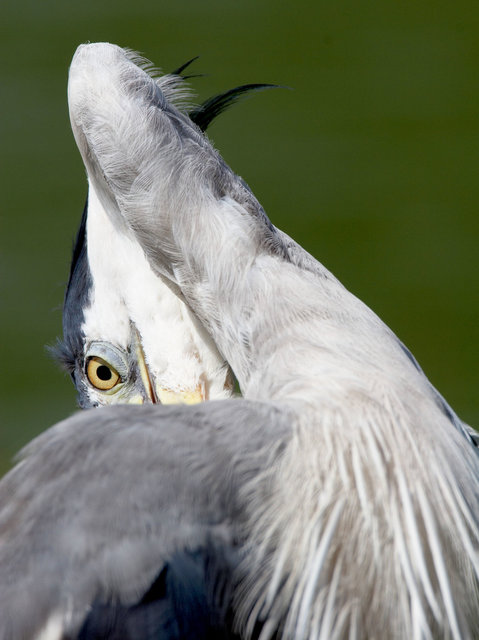 Grey heron preening