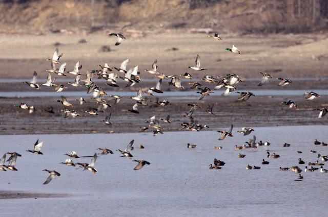 Mallards, Northern Pintails and American Wigeons, March, South Central Ohio