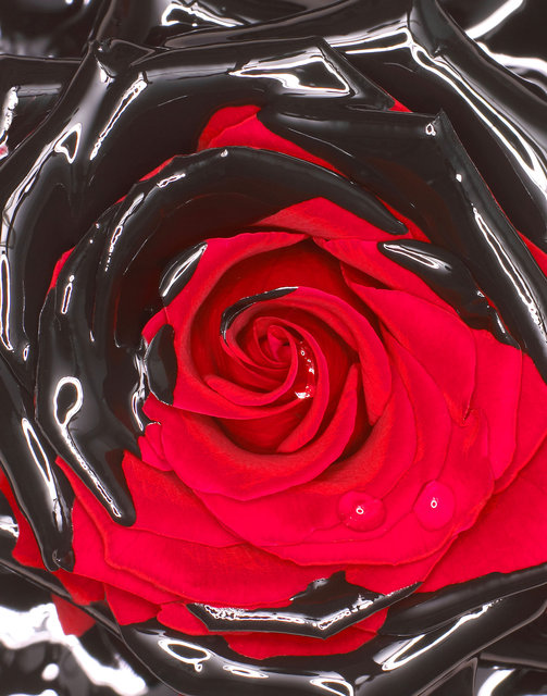 Black Rose.jpg