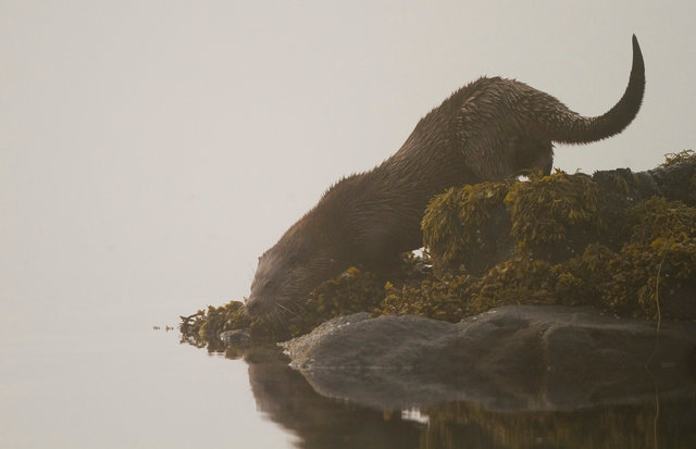 Otter