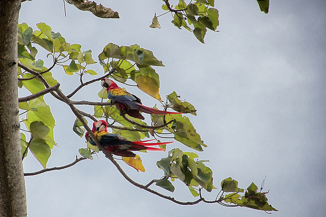 Macaw Love