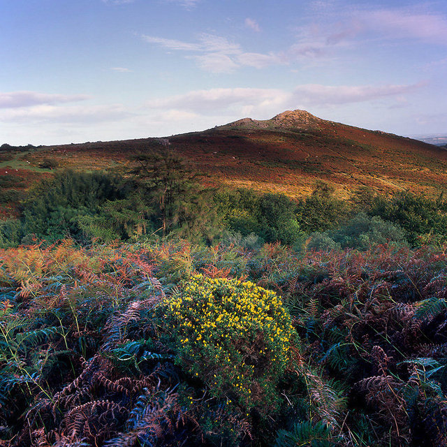 Sharp Tor