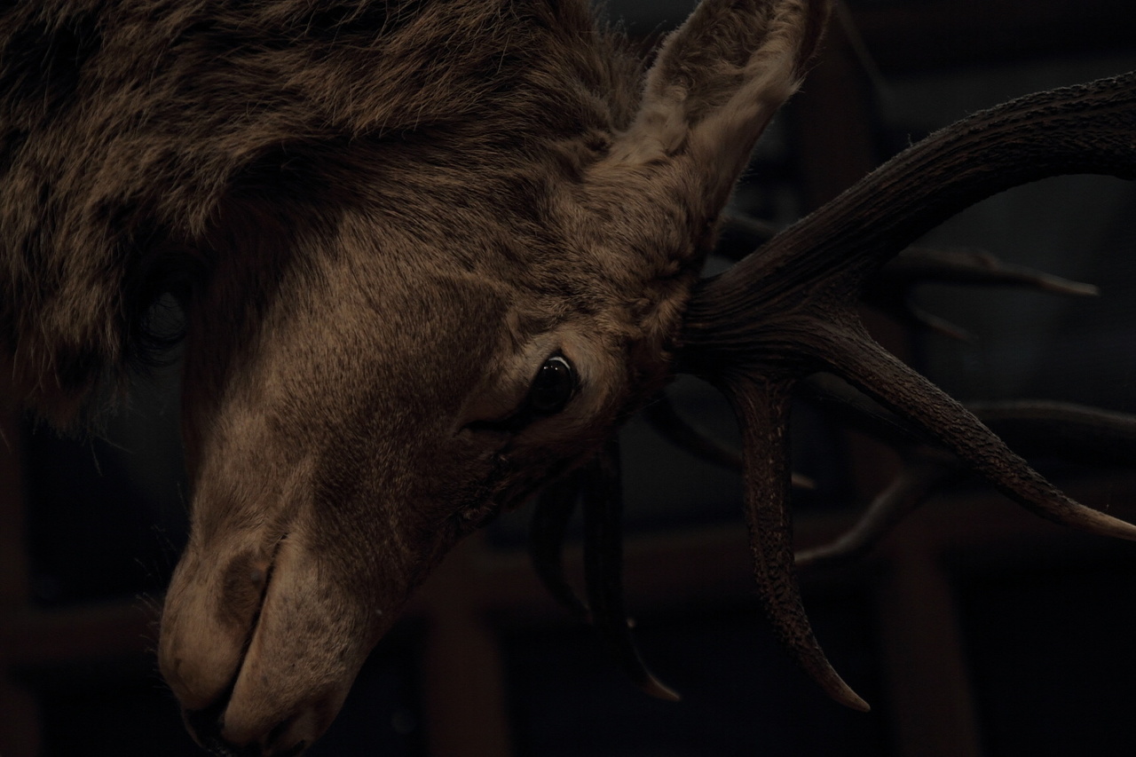 bernard rudden | photography | los animales