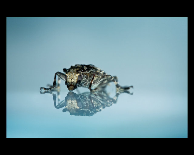 Mosquito esquisito