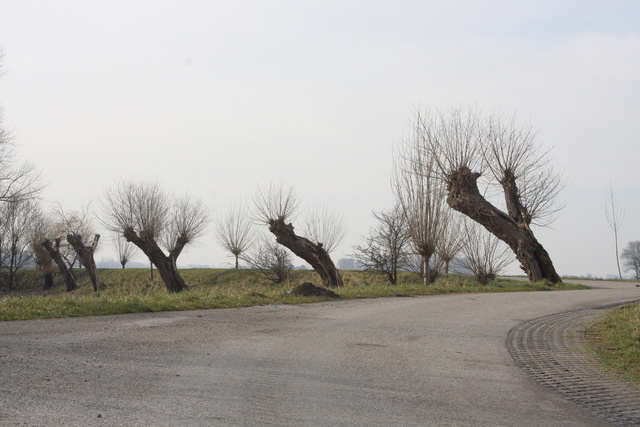 Pollard Willow (knotwilg)