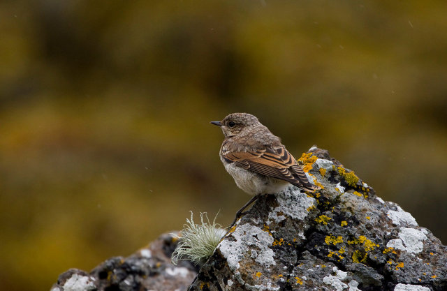 Female Stonechat
