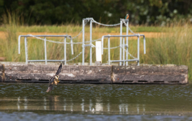 Hobby catching dragonflies