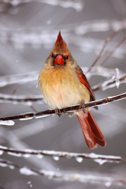 Northern Cardinal (female), winter, Ohio