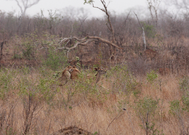 Cheetah catching kudu