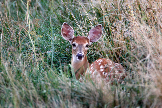 White-tailed Deer, Ohio