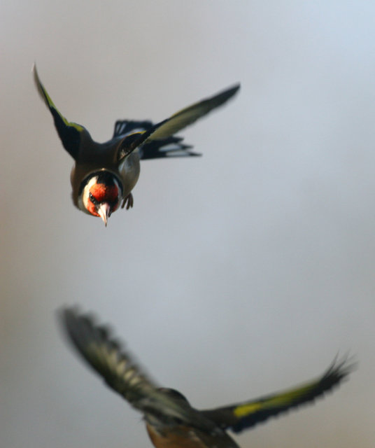 Goldfinches fighting