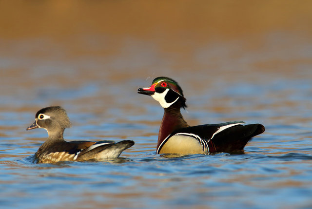 Wood Ducks, March, Ohio