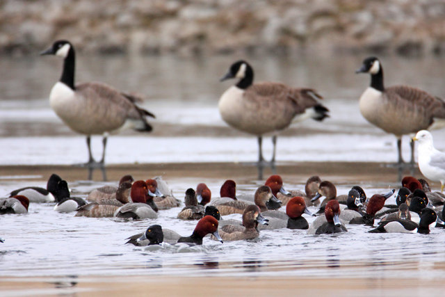 Redheads and Ring-necked Ducks, early March, South Central Ohio