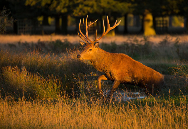 Red Deer Stag