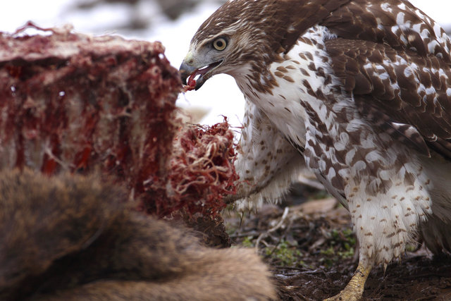 Red-tailed Hawk feeding on deer carcass, Ohio