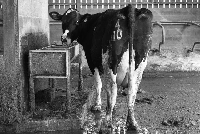 Holstein Friesian Cow, Bosley Mill Farm, Gloucestershire