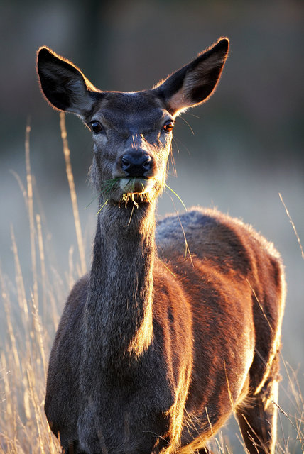 Red Deer Hind