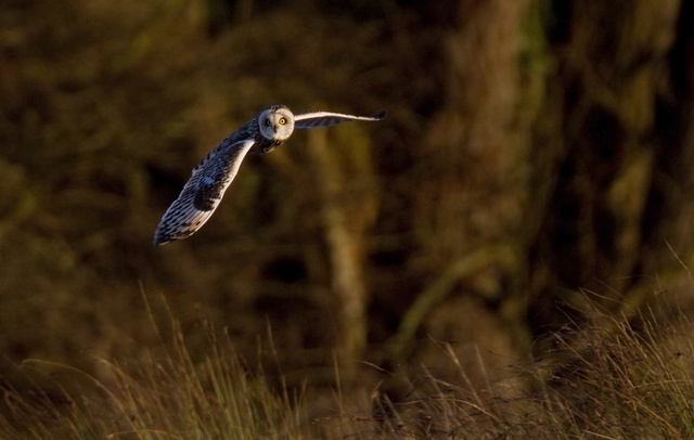 Short-eared Owl