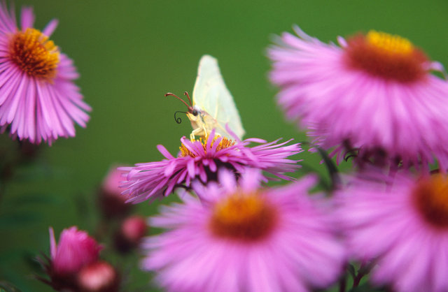 Brimstone butterfly