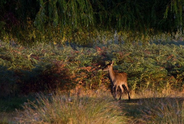 Red deer calf
