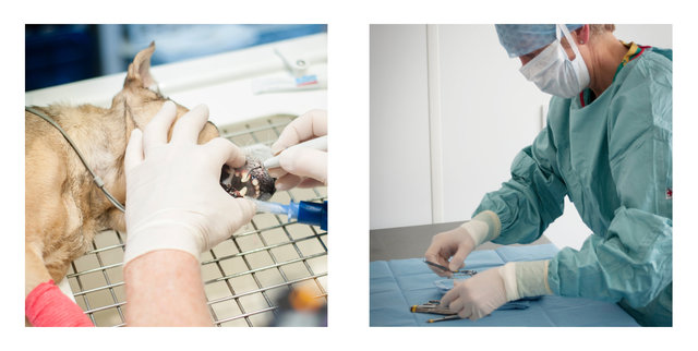 Nick John Lord veterinary photography