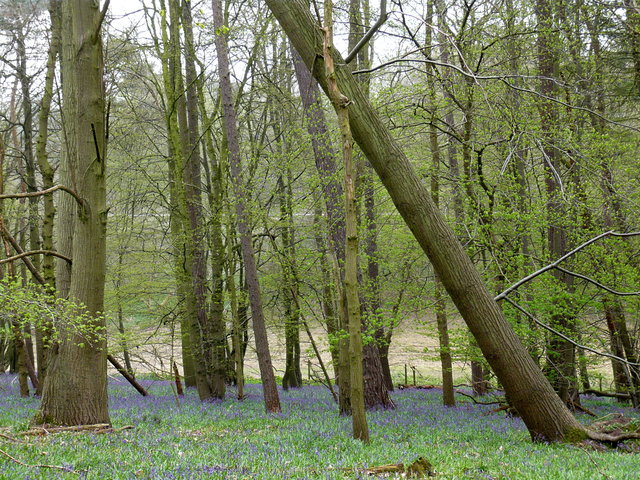 Bluebell Woods Ayot Greenway (2) VB.JPG