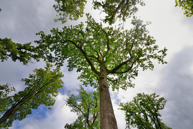 Forêt du Perche