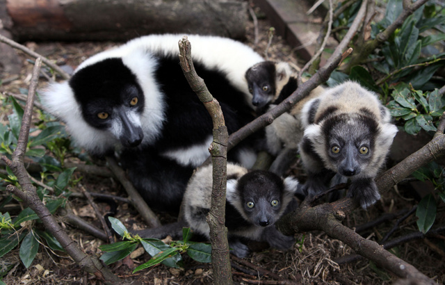 180510_Lemurs_03.JPG