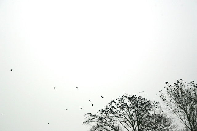 birds