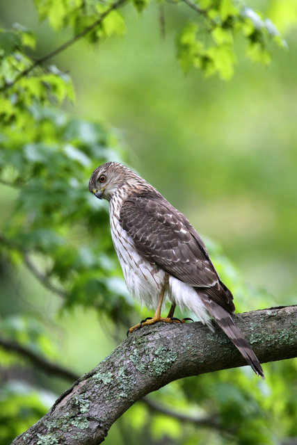 Cooper's Hawk, Ohio