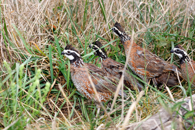 Covey of Northern Bobwhite Quail, southern Ohio