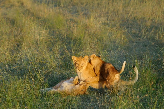 Lion Cubs, Masai Mra