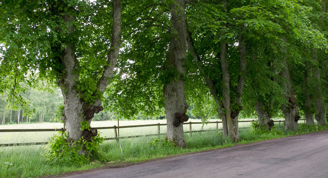 Installation from wood and rattan on the trees of the alley in Nääs, Sweden. 2015
