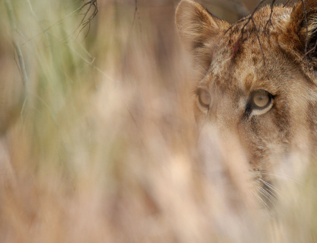 Lioness
