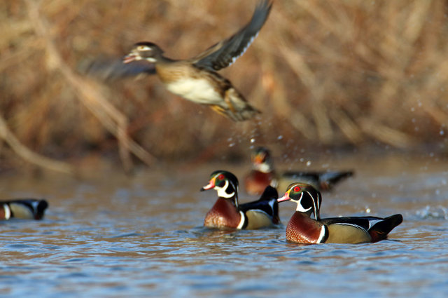 Wood Ducks, March, Ohio