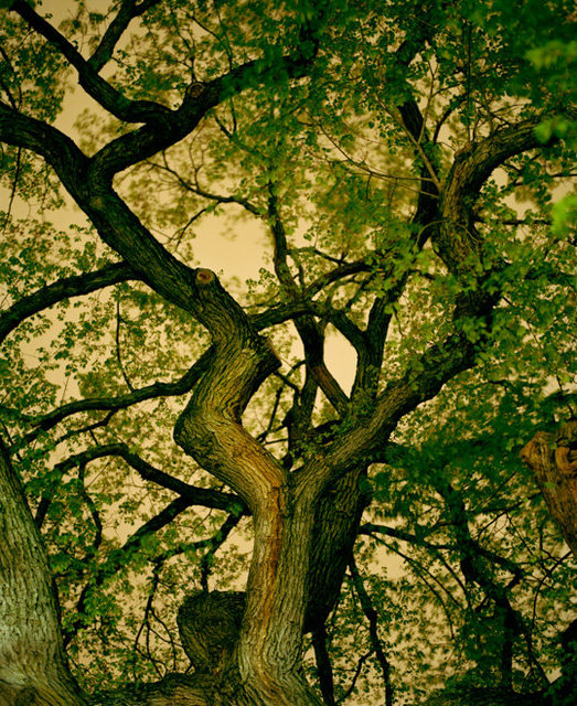 Elm, Central Park, NY, 2016