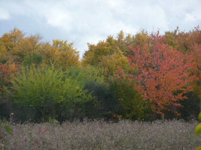 Sologne, novembre 2010