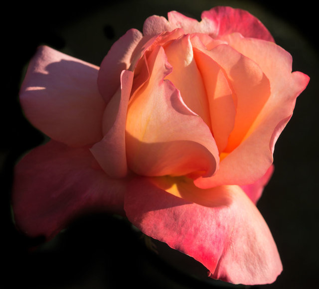 Rose7_DSC8354-1-as-Smart-Object-1.jpg