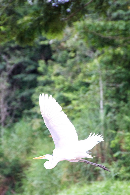Great Egret Taking Flight 2