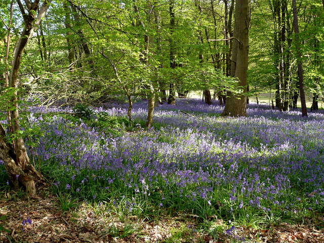 Bluebells near Ayot Green Way (5) VB.JPG