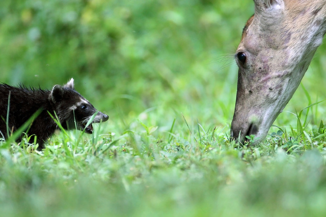 Raccoon and White-tailed Deer, Ohio