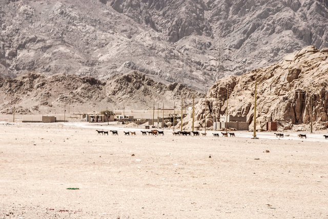 Desert goats.jpg