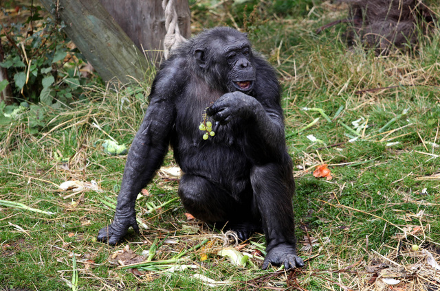 100810_Chimps_02.JPG