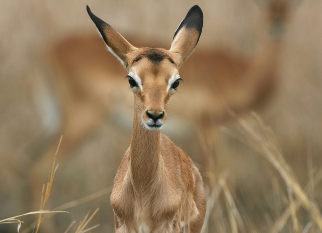 Baby impala