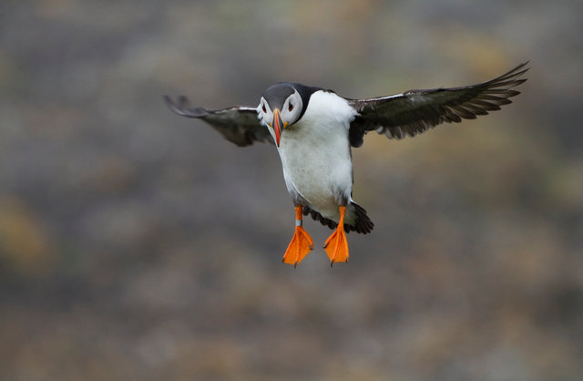 Puffin